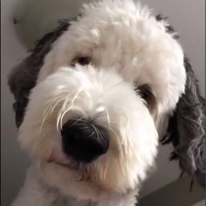 Meet your Posher, Nancy